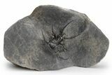 Spiny Ceratarges Trilobite - Zireg, Morocco #226127-5